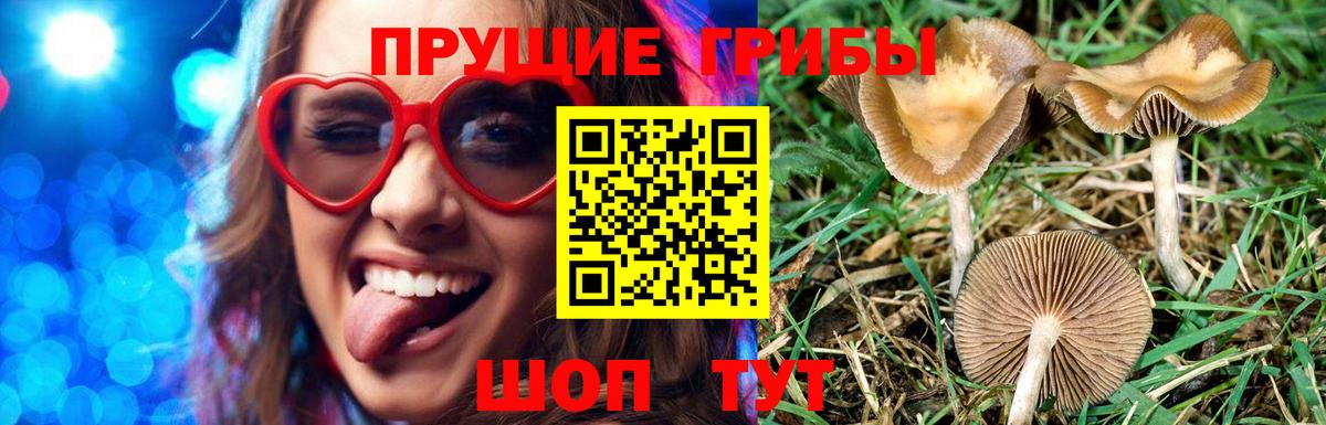 Псилоцибиновые грибы ЛСД Кингисепп